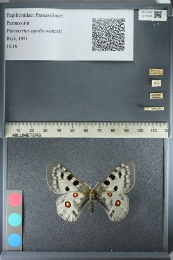 Media type: image;   Entomology 175258